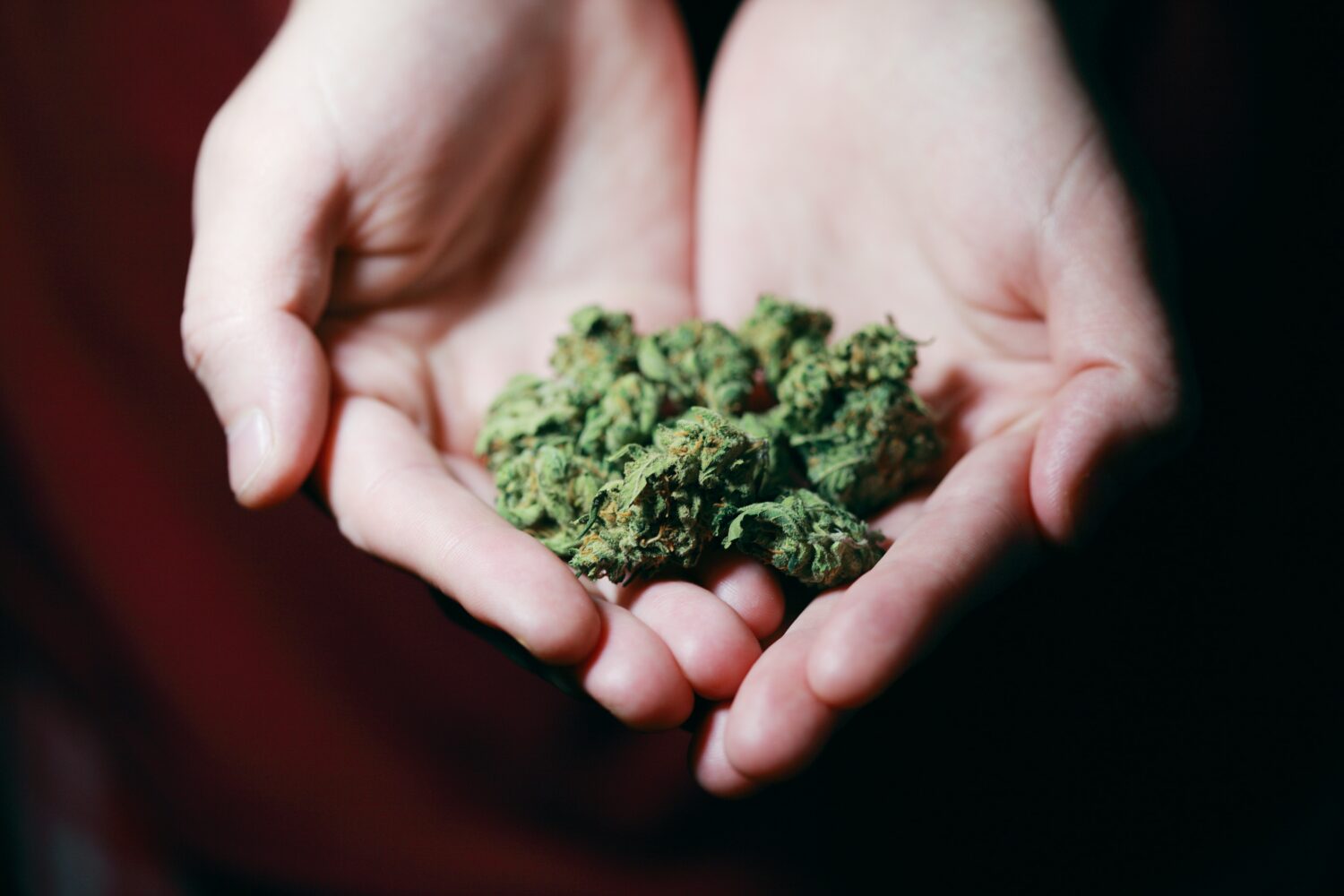 Binnenkort kan cannabis ook voor recreatief gebruik gelegaliseerd worden.